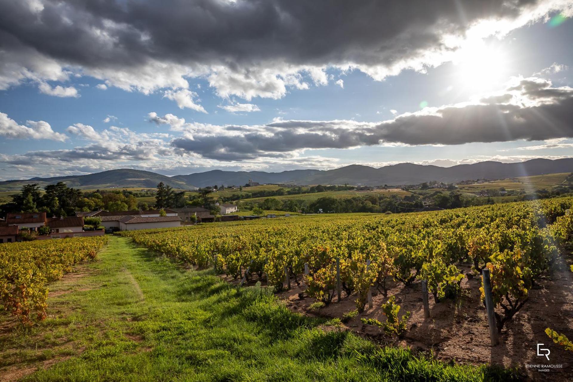 Couette-café Les Glycines - Domaine Gilles Coperet *